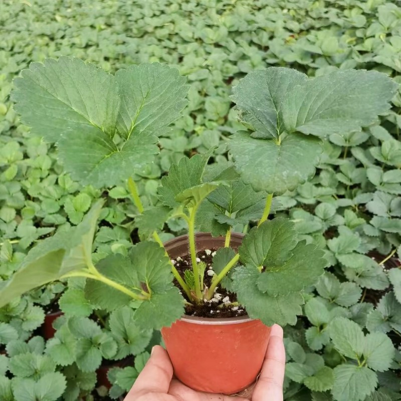 奶油草莓种子水果种籽四季种苗秧春季秋季盆栽草莓种籽孑阳台蔬菜,淘宝优惠券,粉丝福利购,淘宝优惠卷