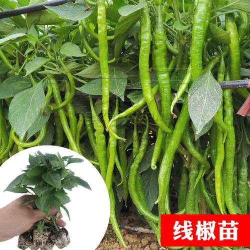 线椒种子超辣高产辣椒种籽大全二荆条辣椒秧苗秧蔬菜春季四季盆栽 - 图0