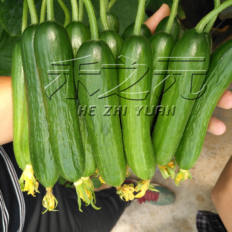 蔬菜种子水果黄瓜种籽大全四季苗秧盆栽黄瓜籽种旱水果黄瓜种孑,淘宝优惠券,粉丝福利购,淘宝优惠卷