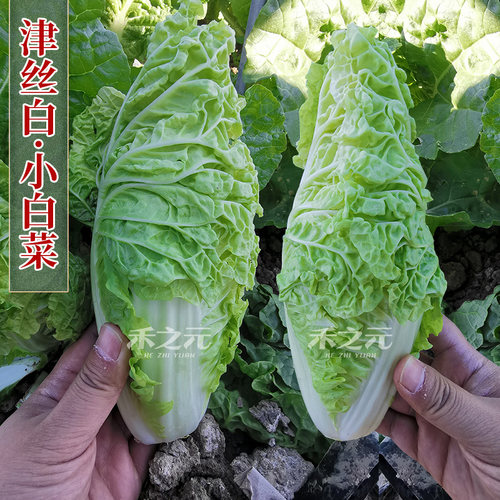 津金丝白小白菜种子种孑娃娃菜种籽快菜早熟春夏秋冬季四季青菜籽 - 图1