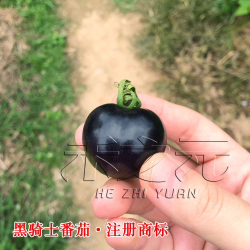 寿光正版黑番茄苗黑骑士樱桃黑番茄种子黑西红柿种苗种籽蔬菜种孑 - 图2
