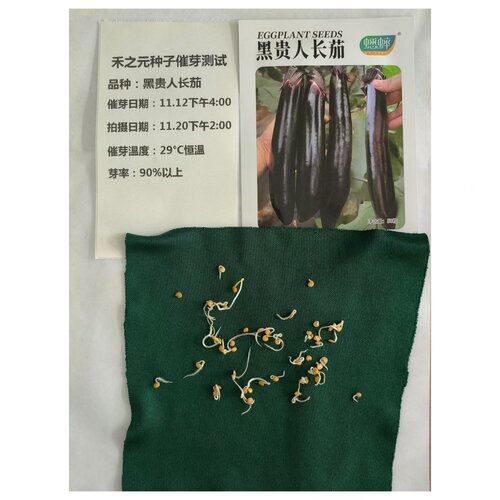 大龙长茄苗 圆茄 茄子苗带土黑茄子秧苗种子蔬菜种籽春秋四季种籽 - 图0