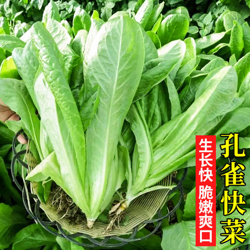 孔雀菜种籽汉斯八宝菜种子孔雀菜种子蔬菜种子四季栽培盆栽春季籽 - 图0