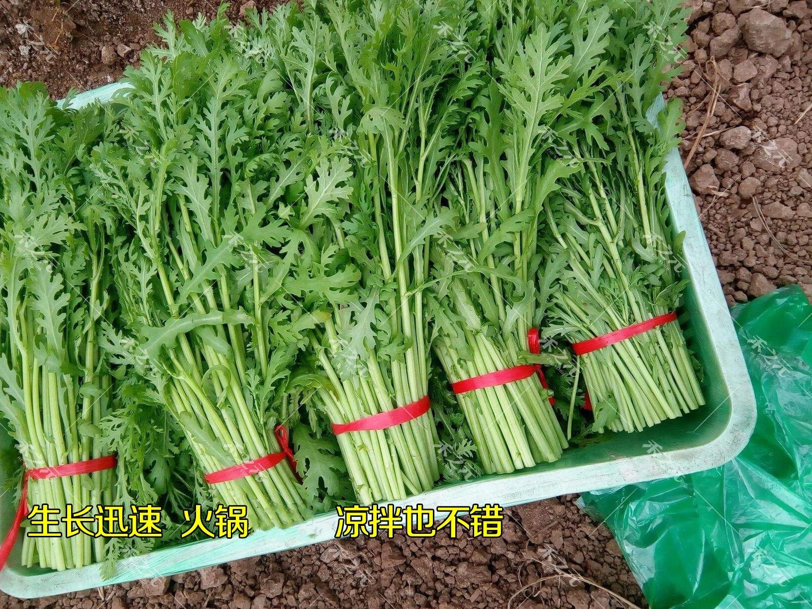 满香光杆茼蒿种子四季大田露天杆子种籽青菜种蔬菜春季菜种籽四季,淘宝优惠券,粉丝福利购,淘宝优惠卷