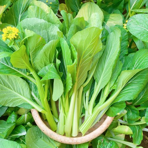 四九菜心种子四季春夏秋冬季广东青菜种籽大全农家盆栽蔬菜种49 - 图0