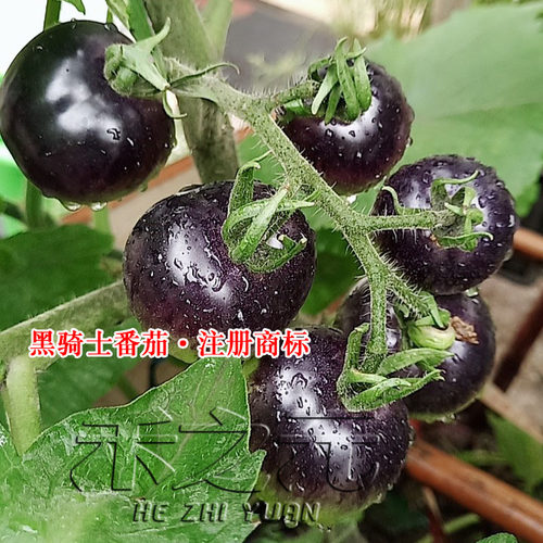 寿光正版黑番茄苗黑骑士樱桃黑番茄种子黑西红柿种苗种籽蔬菜种孑 - 图0