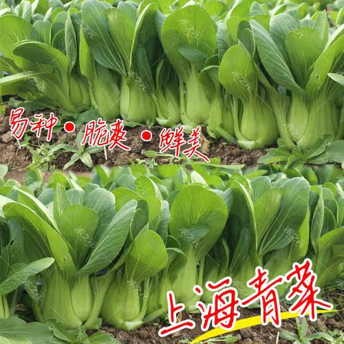 上海青菜籽种子蔬菜种大全鸡毛菜油菜青菜小白菜四季苏州秋冬季种 - 图1