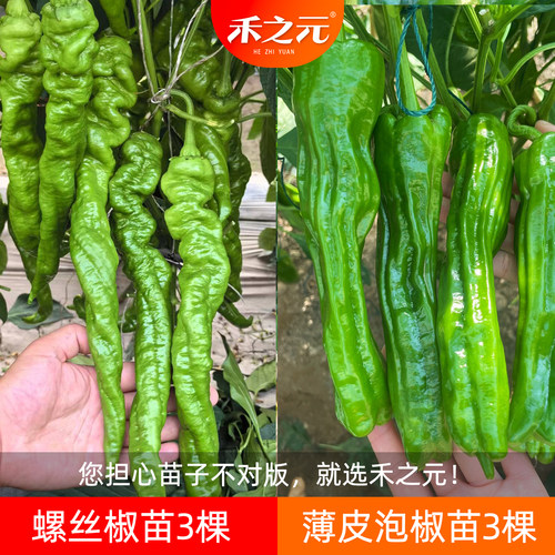 螺丝椒种子陇椒种孑尖椒盆栽种苗辣椒种籽线椒蔬菜种籽四季苗秧 - 图1