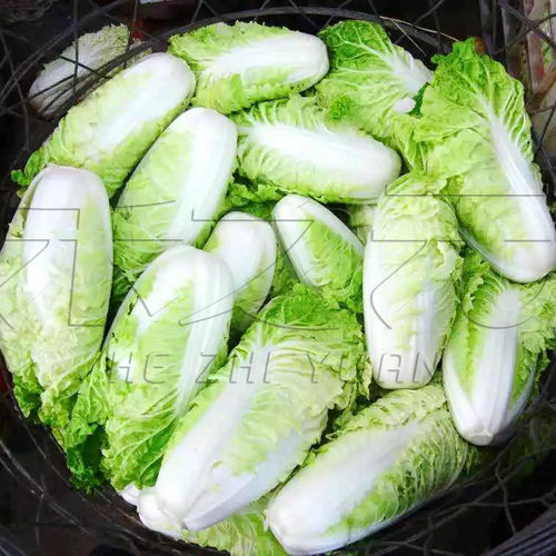 津金丝白小白菜种子种孑娃娃菜种籽快菜早熟春夏秋冬季四季青菜籽 - 图3