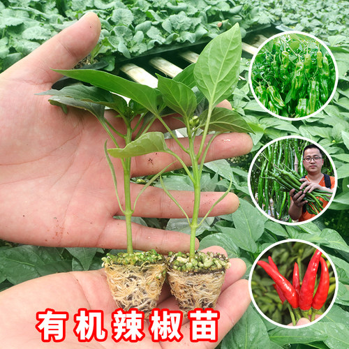 春季辣椒种子苗秧五彩朝天椒菜苗小米辣螺丝线椒秧苗籽种籽樟树港 - 图3