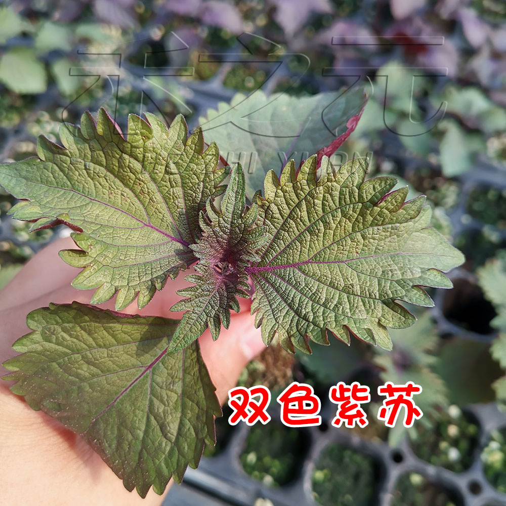 双色苏子紫苏种子大叶紫苏阳台盆栽蔬菜四季籽孑秋冬紫苏种籽春季 - 图0