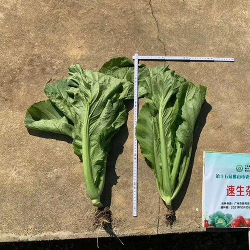 水东芥菜卷心大芥菜种子蔬菜四季播春菜种籽种孑秋冬季蔬菜种子 - 图0