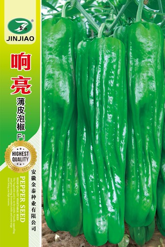 响亮泡椒薄皮辣椒种子高产超辣特大蔬菜四季春秋季早熟高产种苗籽 - 图0