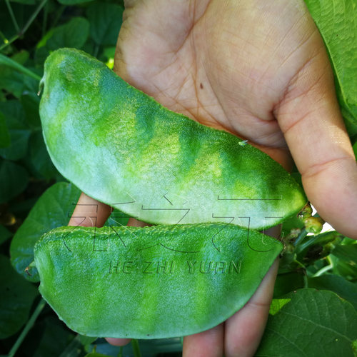猪耳朵扁豆种子大全传统蔬菜种籽农家绿眉豆老品种四季春秋春天秋 - 图2