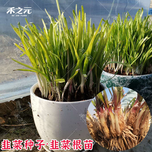 红根细叶韭菜种子农家蔬菜韭菜根苗菜种大全盆栽韭菜种籽四季种孑 - 图2