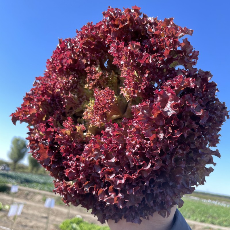 秋冬季蔬菜种子大全菠菜香菜小白菜种籽四季荠菜芹葱韭种孑菜籽种