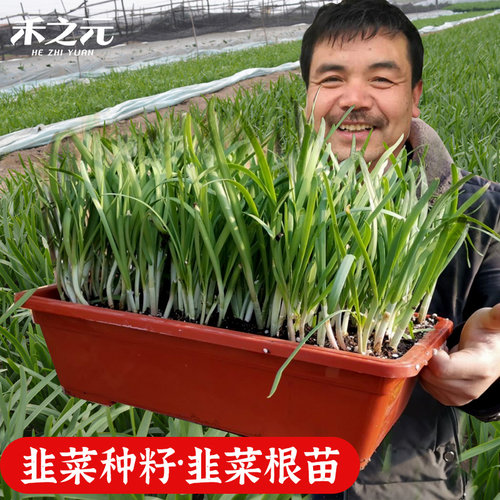 红根细叶韭菜种子农家蔬菜韭菜根苗菜种大全盆栽韭菜种籽四季种孑 - 图0