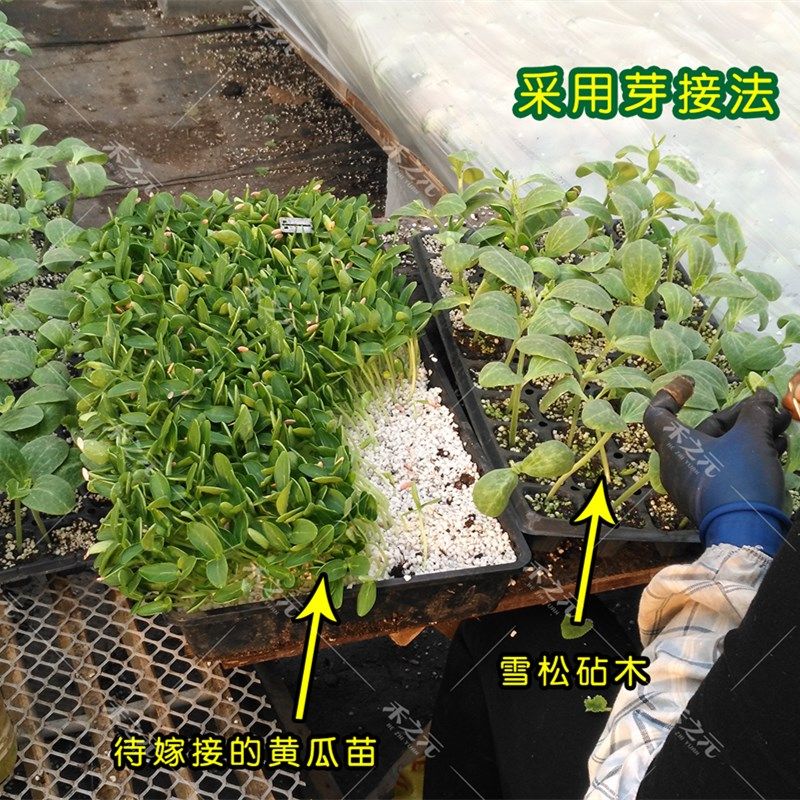 禾之元雪松砧木种子西瓜砧木甜瓜砧木黄瓜砧木种籽耐寒抗病嫁接_虎窝淘