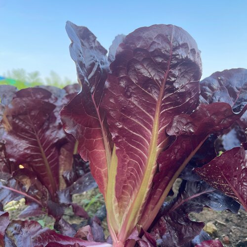 紫直立生菜种子意大利拉生菜生菜青菜种籽春四季秋冬季播盆栽蔬菜 - 图1