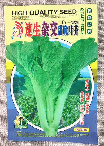 速生甜脆叶芥种孑种籽蔬菜种子四季春秋冬季青菜种菜种籽水东芥菜 - 图0