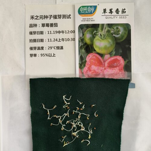 草莓番茄种子春季种苗柿子毛粉西红柿蔬菜四季种籽春季种孑籽甜柿 - 图1