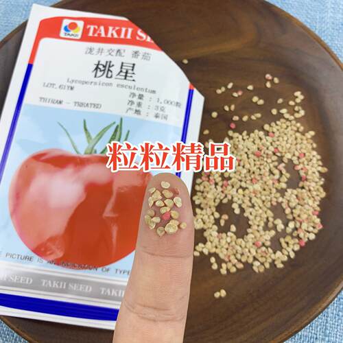 日本桃太郎桃星番茄种子传统西红柿籽口感番茄春季四季种籽毛粉种 - 图1