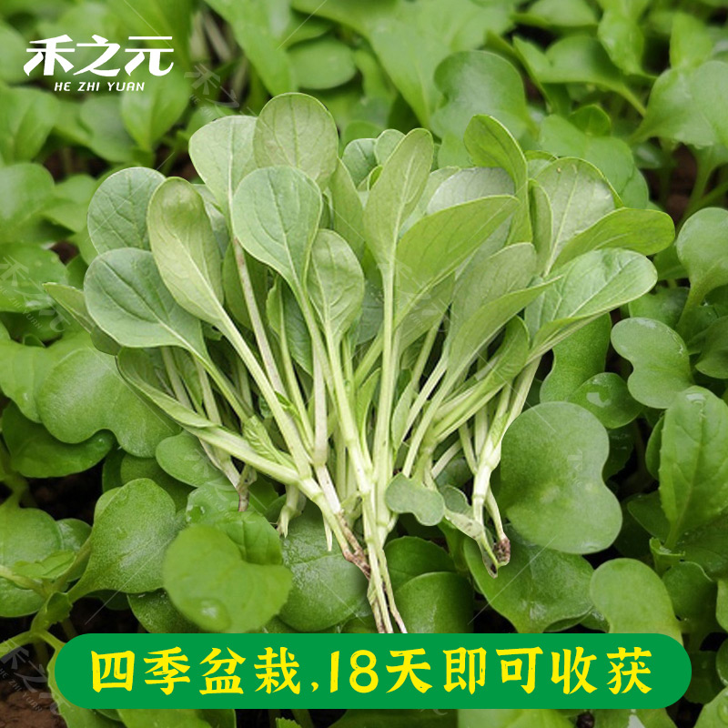 鸡毛菜菜籽种子上海青菜菜种籽大全蔬菜种孑阳台盆栽小白菜籽四季