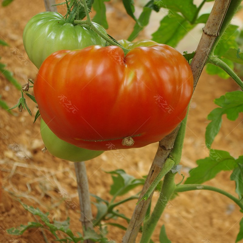农家古老番茄种子东方红西红柿种籽洋柿四季播春太空巨型蔬菜种孑-图1