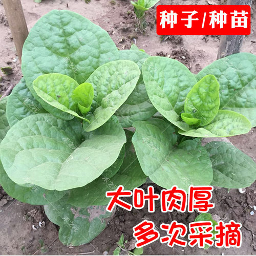 木耳菜小青菜种子菜苗蔬菜种籽四季菜籽秋春季种籽大全木耳菜种孑 - 图0