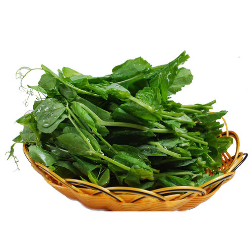 无须豌豆苗种籽豌豆种籽尖芽苗菜种子四季蔬菜秋冬季荷兰豆菜籽 - 图3