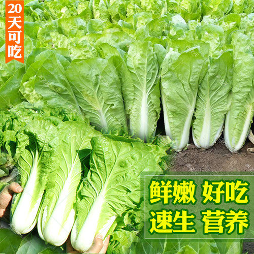 春夏季快菜种子小白菜籽四季耐热高温种籽苗阳台速生青菜蔬菜大全 - 图1