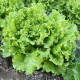 Four Seasons Autumn and Winter Vegetable Seeds Green Rapeseed