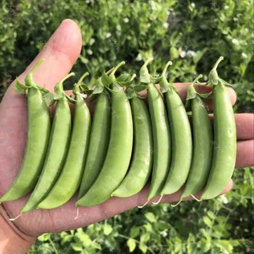樱花甜豌豆种子甜脆青豆台湾水果四季农家翠春季冬季荚豆春季秋籽 - 图1