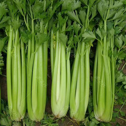 加洲王芹菜种子西芹四季蔬菜青菜西芹种子春夏秋冬香芹种籽孑 - 图2
