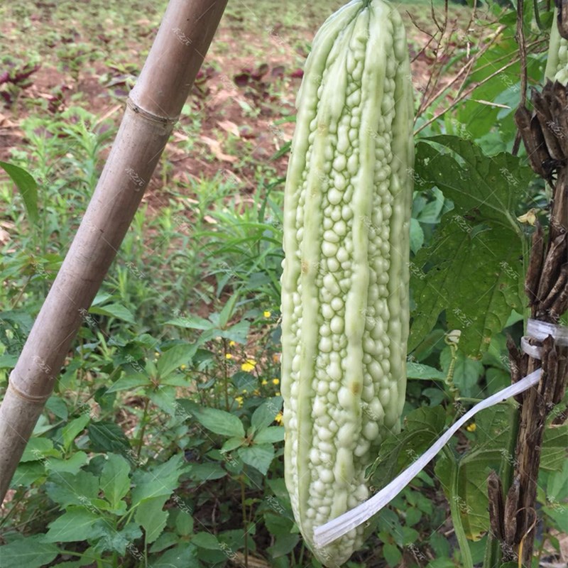 蓝山大白苦瓜种子长白苦瓜大全四季苦瓜种孑春季夏秋蔬菜禾之元籽-图0