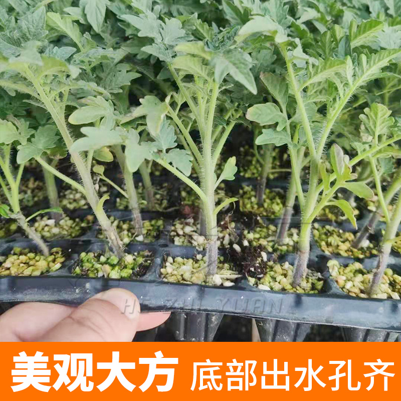 优质育苗盘育苗钵育苗盆穴盘育苗种菜蔬菜种植盘基质大棚通用盆栽 - 图0