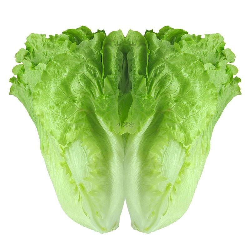 意大利耐抽苔生菜种子生菜种孑生菜种籽四季春秋冬种水培南方蔬菜,淘宝优惠券,粉丝福利购,淘宝优惠卷