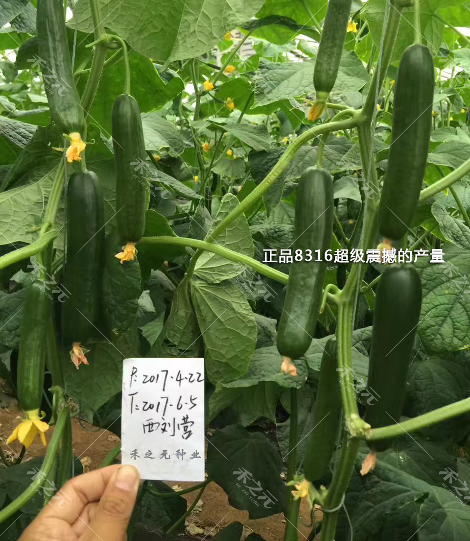 蔬菜种子水果黄瓜种籽大全四季苗秧盆栽黄瓜籽种旱水果黄瓜种孑,淘宝优惠券,粉丝福利购,淘宝优惠卷