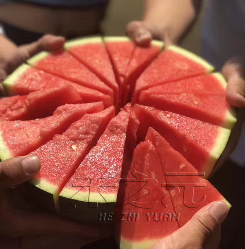 浪潮二号黑皮红黄瓤无籽西瓜种子特大巨型水果春季四季蔬菜种孑