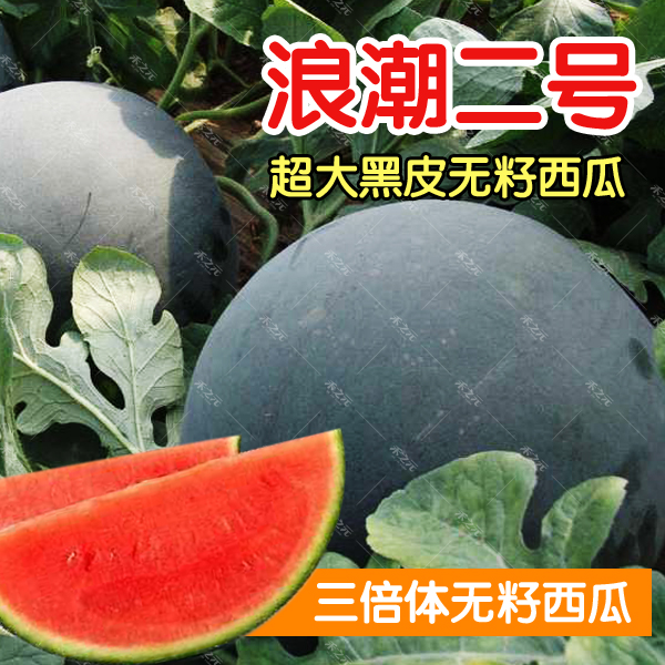 浪潮二号黑皮红黄瓤无籽西瓜种子特大巨型水果春季四季蔬菜种孑