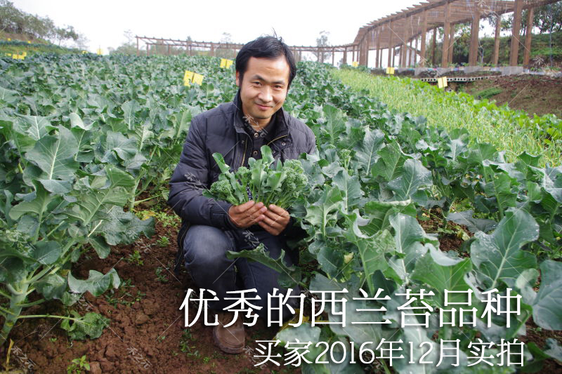 西兰苔种子西洋芥兰小西兰花芦笋青花菜笋秀兰芥蓝籽四季春禾之元 - 图0