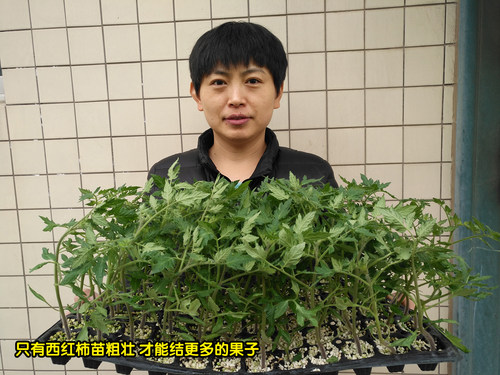 千禧圣女果苗西红柿种子苗樱桃番茄种籽盆栽四季春季农家蔬菜种孑 - 图0