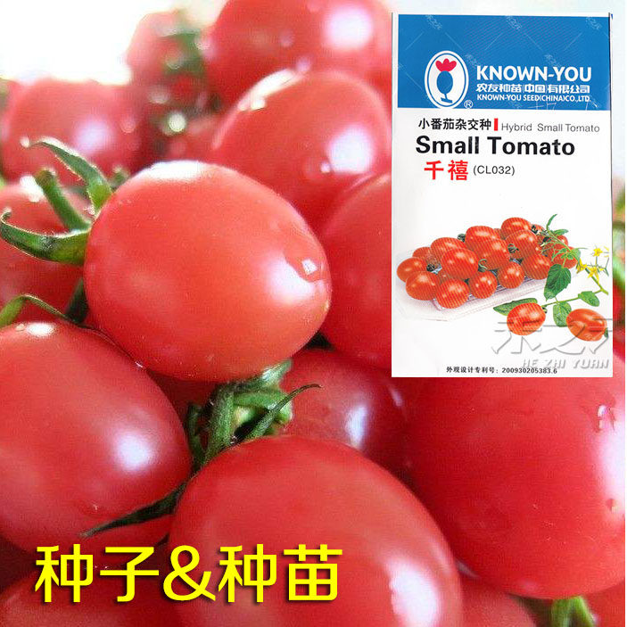 春季千禧番茄种子小番茄西红柿种籽圣女果蔬菜孑大全四季苗秧盆栽,淘宝优惠券,粉丝福利购,淘宝优惠卷
