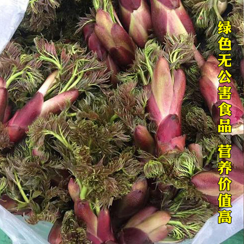 刺老芽种子东北刺老芽籽春播四季山野菜香椿芽蔬菜种孑多年生 - 图1