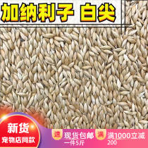 Ghana Lions Top Cockatoo Parrot Grain Tiger Peel Small Yang Too Feed Red Sunflower 8 Birds of Gothic Birds Gong Remember Bird Grain Oats