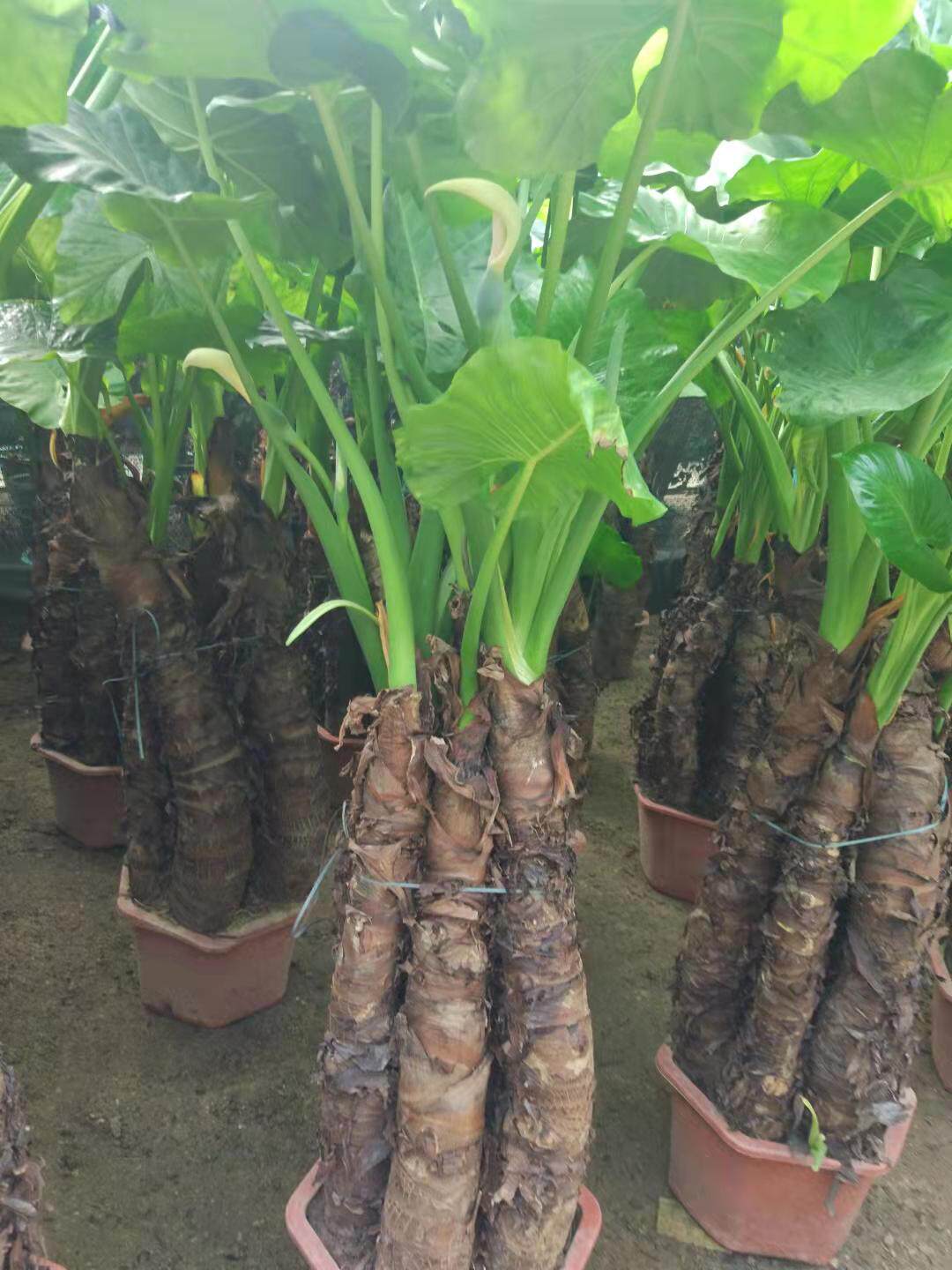 滴水观音霸王芋又名巨型海芋 客厅卧室书房办公室 吸甲醛净化空气