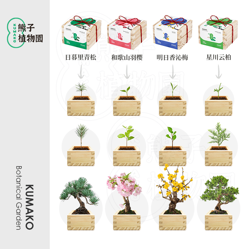 日式木盒自种盆栽diy桌面办公室摆件创意生日企业定制礼品文艺