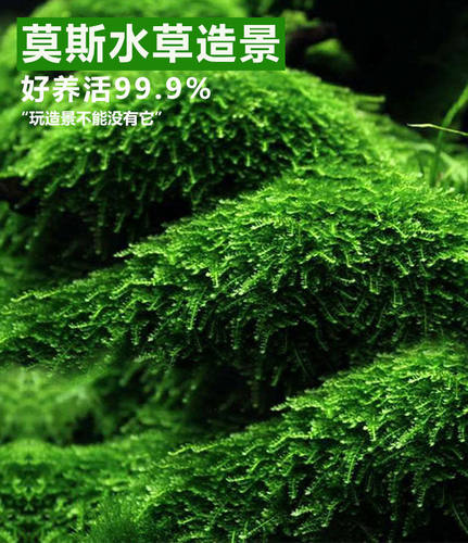 鱼缸装饰造景沉木莫斯养鱼水草散装垂泪慕斯莫丝活赖养莫斯树植物 - 图0