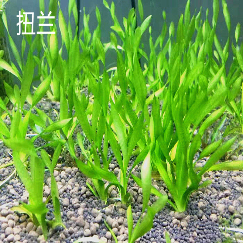 北美水兰水草,水兰水草,大水兰水草(第15页)_大山谷图库
