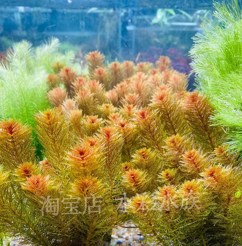 红千层红羽毛中后景水草活体无需二氧化碳新手鱼缸造景草缸水下叶 - 图0